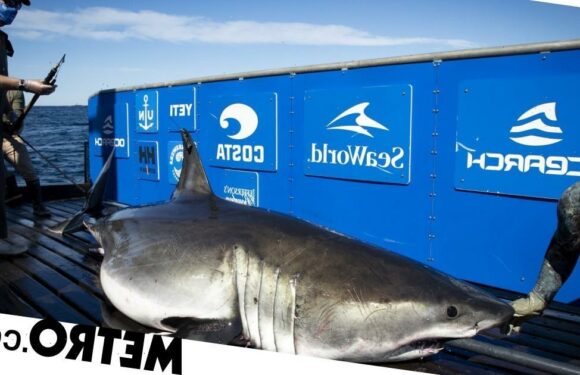 13-foot great white shark uses GPS tracking to draw epic 'self-portrait'