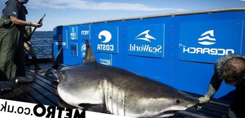 13-foot great white shark uses GPS tracking to draw epic 'self-portrait'