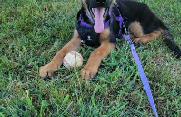 ‘Gossip with Celebitchy’ podcast #134: my new puppy is four months old