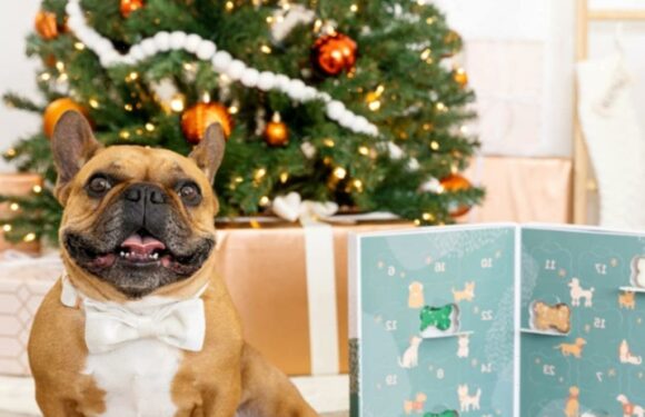 9 Holiday Advent Calendars Your Very Good Doggo Definitely Deserves