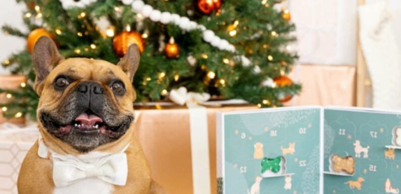 9 Holiday Advent Calendars Your Very Good Doggo Definitely Deserves