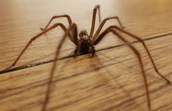 Asda fans are raving about £1.45 oil that stops spiders from coming into your home and keeps them away for good | The Sun