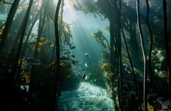 Australia’s ocean forest of 35-metre ‘trees’ is growing at light speed