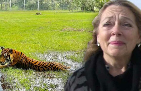 Carole Baskin and Big Cats Sheltering in Place for Hurricane Ian