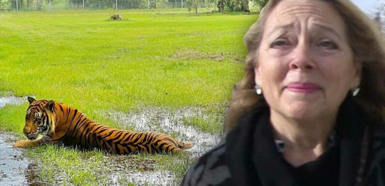 Carole Baskin and Big Cats Sheltering in Place for Hurricane Ian