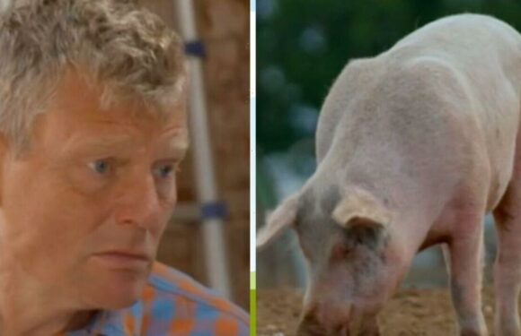 Countryfiles Tom leaves BBC fans fuming over pig farming segment