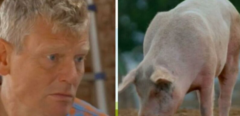 Countryfiles Tom leaves BBC fans fuming over pig farming segment