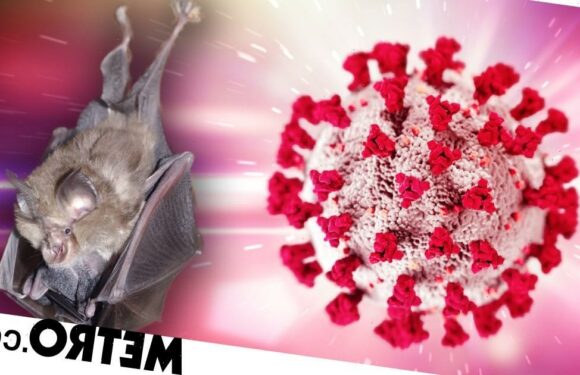 Covid-like virus found in Russian bats — and it's resistant to antibodies