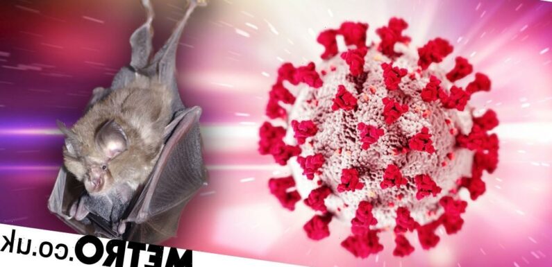 Covid-like virus found in Russian bats — and it's resistant to antibodies