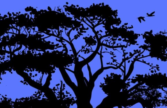 Do you think with your heart or your head? New optical illusion reveals key personality trait | The Sun