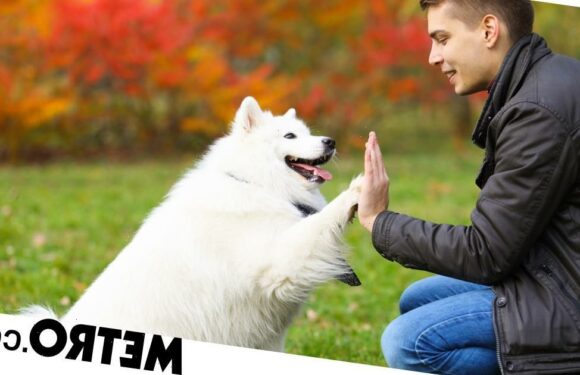 Dogs can sniff out the scent of stress, new research claims