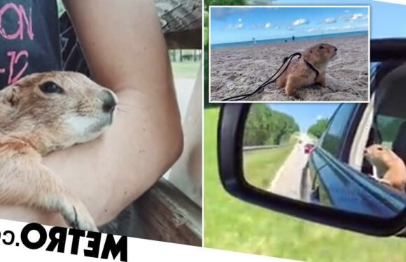 Domesticated prairie dog loves to cuddle in bed and travel the US with his owner