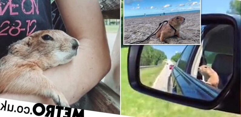 Domesticated prairie dog loves to cuddle in bed and travel the US with his owner