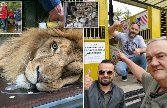 Eleven lions saved from Ukraine in the 'biggest ever warzone rescue'