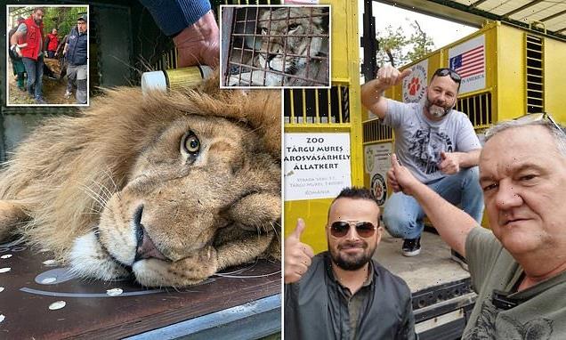 Eleven lions saved from Ukraine in the 'biggest ever warzone rescue'