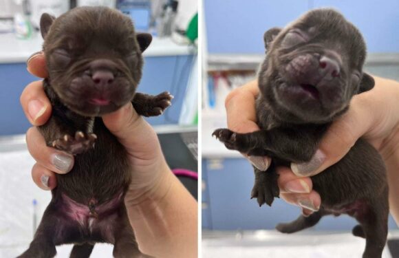 Five newborn puppies dumped in woods hours after birth