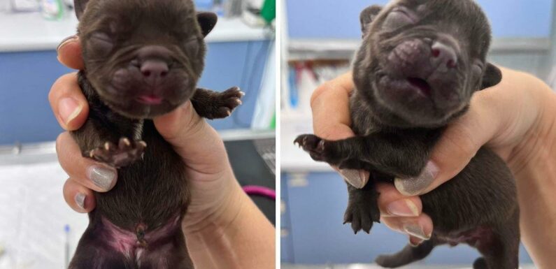 Five newborn puppies dumped in woods hours after birth