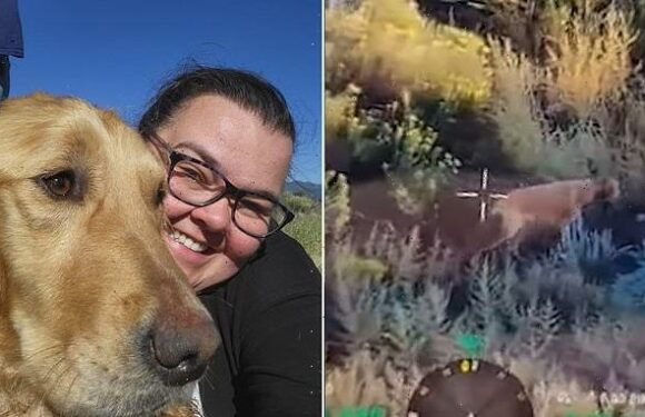 Golden retriever reunites with family three months after running away