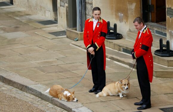 Heartbreaking photo shows Queen’s corgis waiting to see her one final time