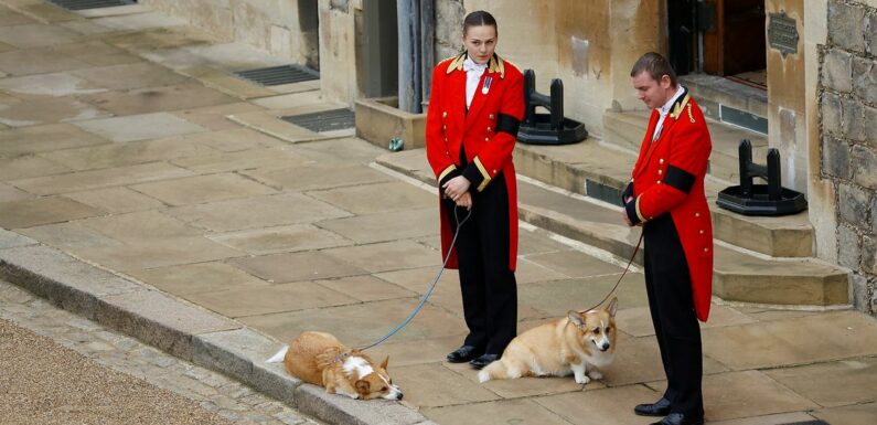 Heartbreaking photo shows Queen’s corgis waiting to see her one final time