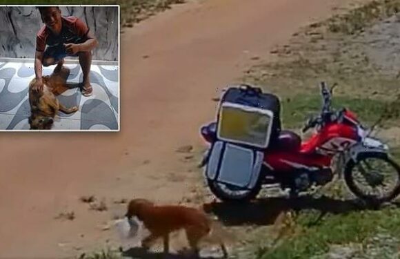 Hilarious moment Brazilian stray dog steals delivery man's lunch bag