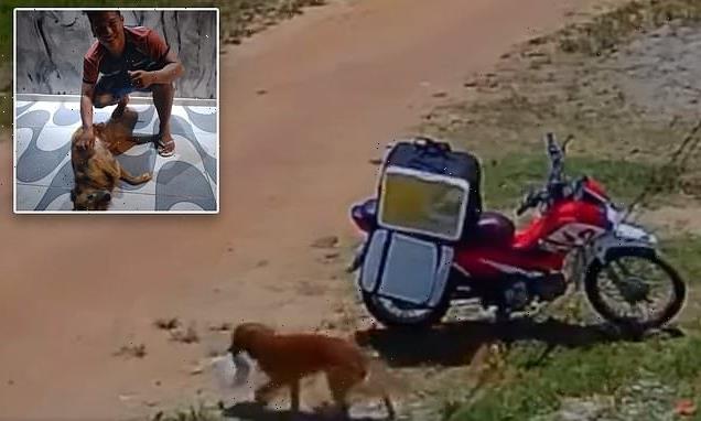 Hilarious moment Brazilian stray dog steals delivery man's lunch bag