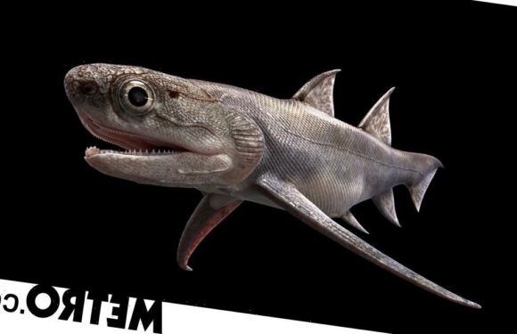 Humans evolved this armoured shark that swam the oceans 439m years ago