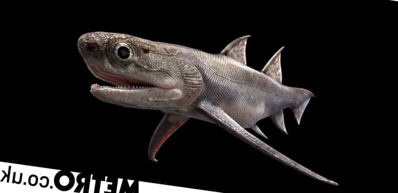 Humans evolved this armoured shark that swam the oceans 439m years ago