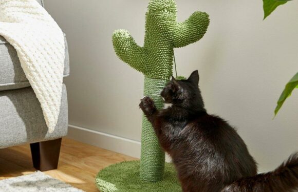 I Found The Cutest Cat Scratching Post For Kittens & It's on Sale