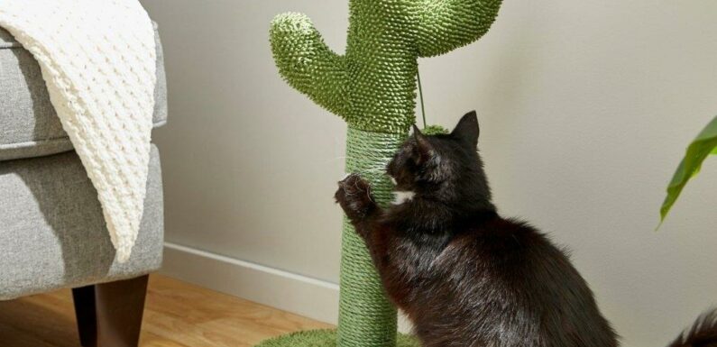 I Found The Cutest Cat Scratching Post For Kittens & It's on Sale