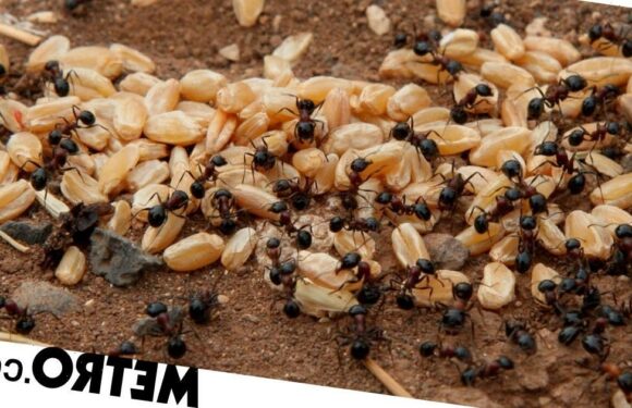 If you've ever wondered how many ants live on Earth, we now have the answer