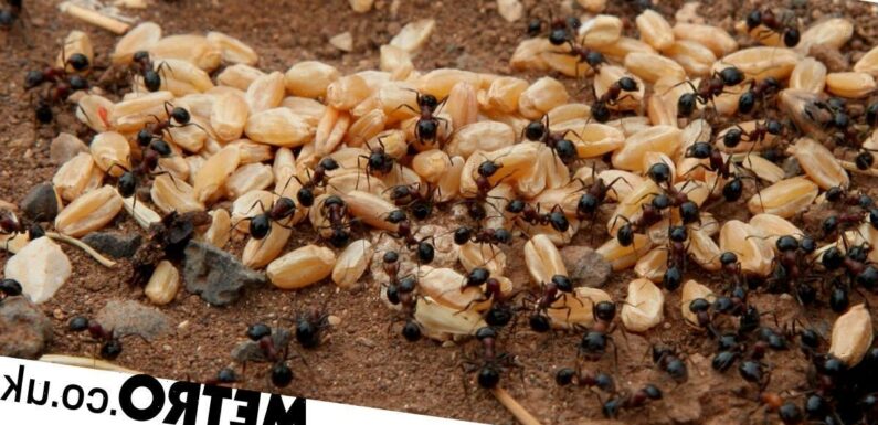 If you've ever wondered how many ants live on Earth, we now have the answer