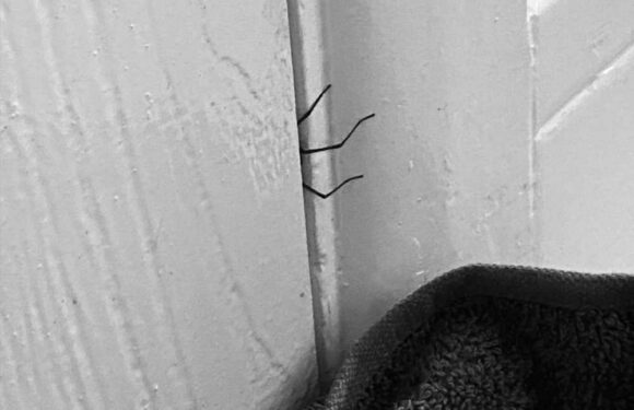 I’m a pest control expert – five ways to keep spiders out of your home as giant spiders surge across the country | The Sun