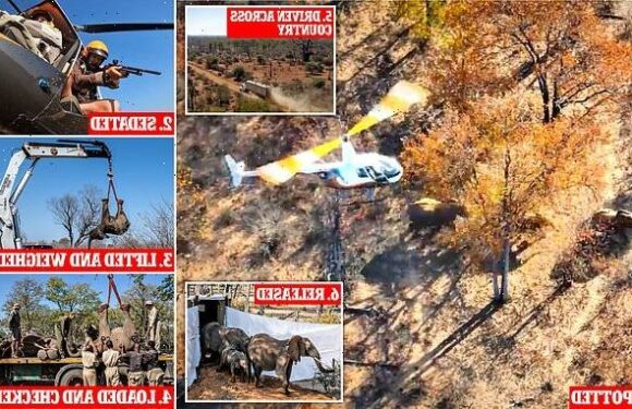 Images show 2,000 animals moving from deadly drought in Zimbabwe