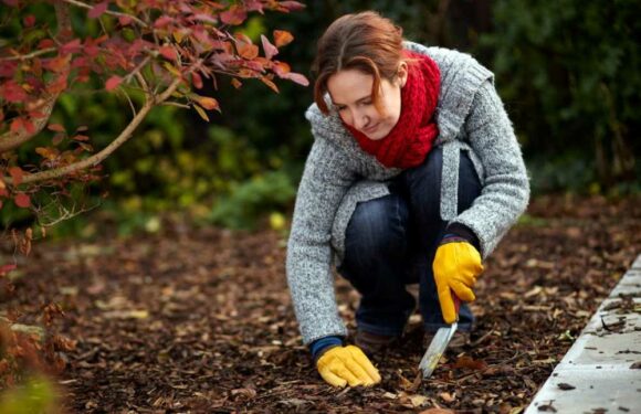 I'm a gardening expert and there are four things you should do before the end of September | The Sun