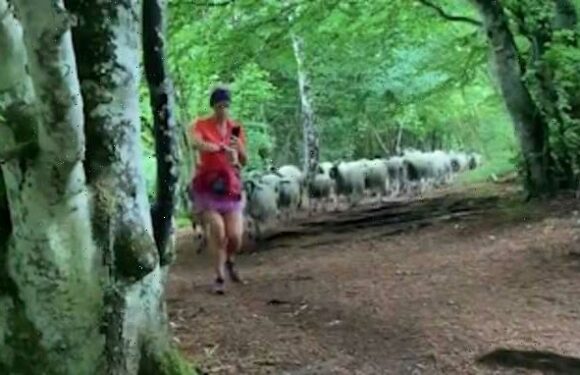 Jogger left bewildered after entire flock of 100 SHEEP follow her