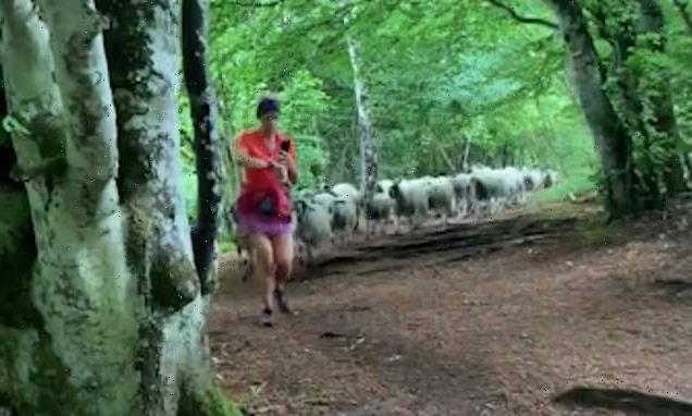 Jogger left bewildered after entire flock of 100 SHEEP follow her
