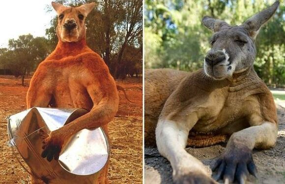 Kangaroo attacks and KILLS a man in Australia