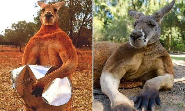 Kangaroo attacks and KILLS a man in Australia