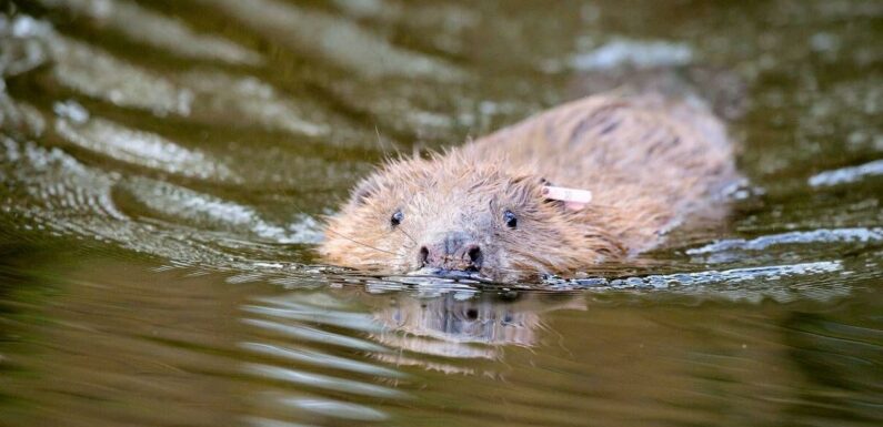 Letting nature run free in cities ‘can combat extreme weather’