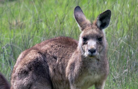 Man, 77, savaged to death by a kangaroo he was 'keeping as a pet' which then became 'violent' with paramedics | The Sun