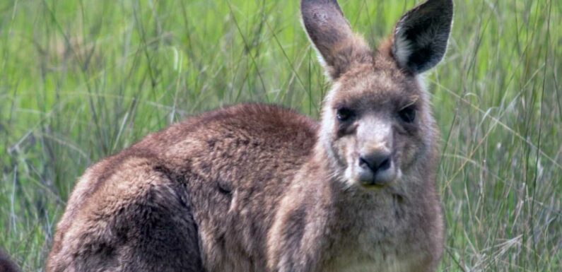 Man, 77, savaged to death by a kangaroo he was 'keeping as a pet' which then became 'violent' with paramedics | The Sun