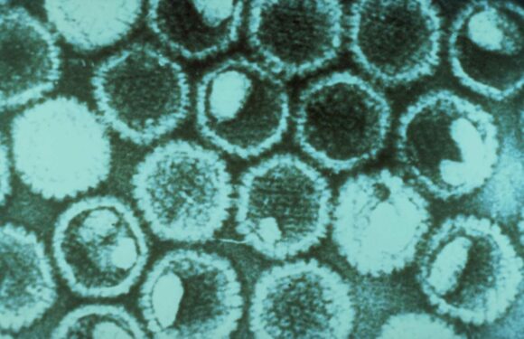'Miracle' herpes treatment ERADICATES cancerous tumours in terminally-ill patients | The Sun