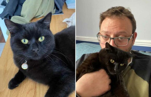 My neighbour is trying to kidnap my cat – they keep saying my pet likes their family better | The Sun