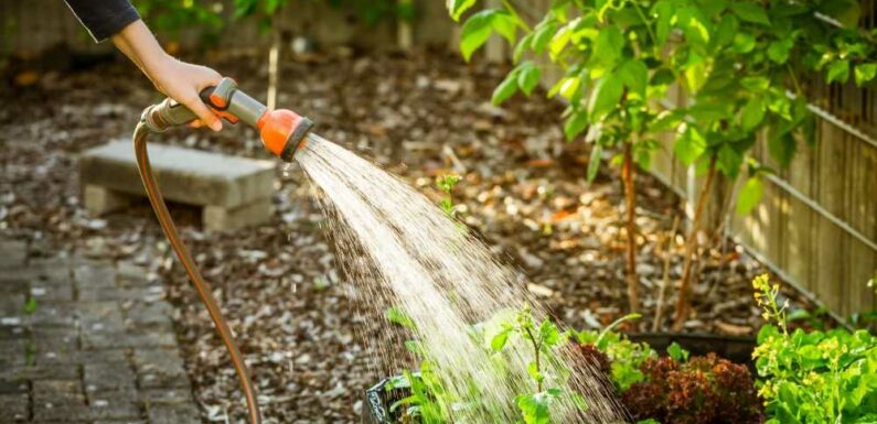 My new neighbour keeps using MY hose to water her plants – I'm on a water metre, I can't afford it | The Sun