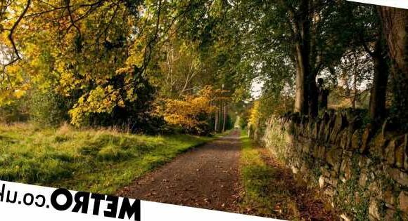 National Trust warns of 'false autumn' due to the summer's drought