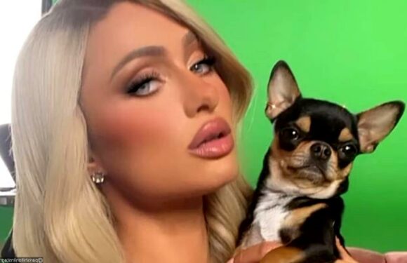 Paris Hilton Offers Massive Reward for Anyone Who Can Find Her Missing Dog