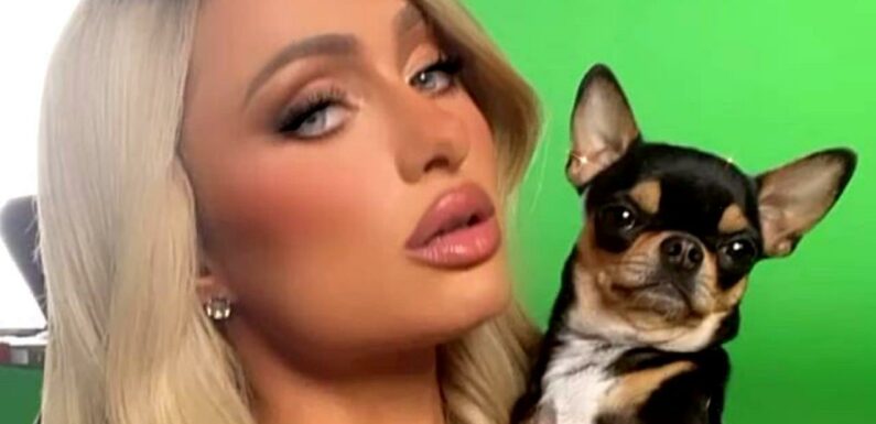 Paris Hilton Offers Massive Reward for Anyone Who Can Find Her Missing Dog