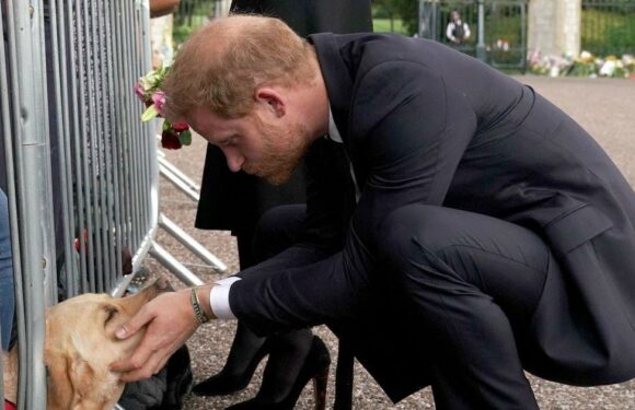 Prince Harry and Meghan Markle comforted by Labrador during Windsor walkabout