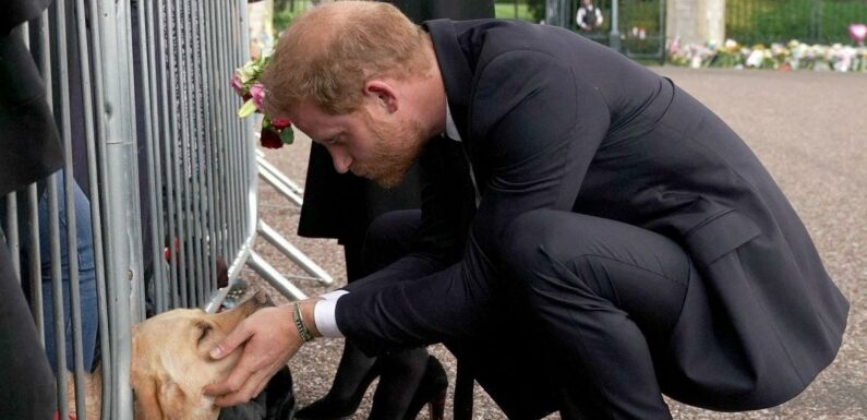 Prince Harry and Meghan Markle comforted by Labrador during Windsor walkabout